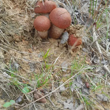 Brzozowisko Casa de Férias *