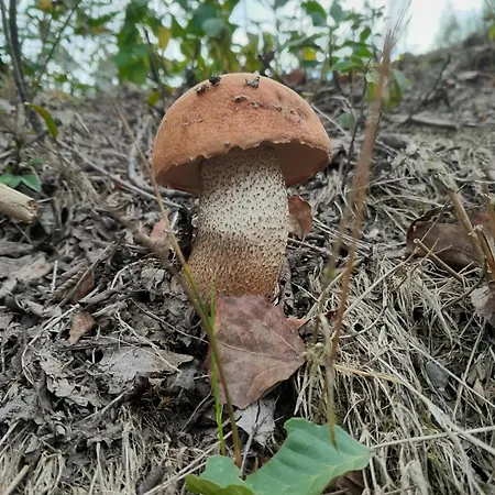 Brzozowisko Casa de Férias *