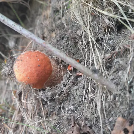 Casa de Férias Brzozowisko Brzozowka (Nowy Dwor Mazowiecki)